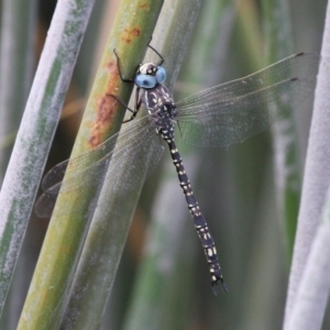 Austroaeschna parvistigma at Rendezvous Creek, ACT - 12 Mar 2017