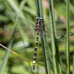 Synthemis eustalacta (Swamp Tigertail) at Rendezvous Creek, ACT - 12 Mar 2017 by HarveyPerkins