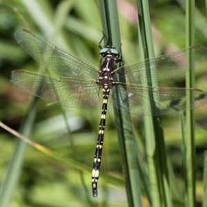 Synthemis eustalacta at Rendezvous Creek, ACT - 12 Mar 2017