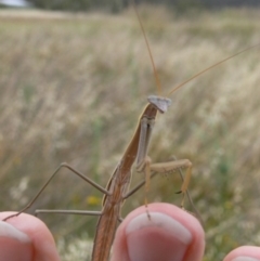 Tenodera australasiae (Purple-winged mantid) at Canberra Central, ACT - 27 Jan 2009 by HarveyPerkins