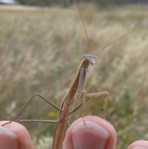 Tenodera australasiae at Canberra Central, ACT - 27 Jan 2009