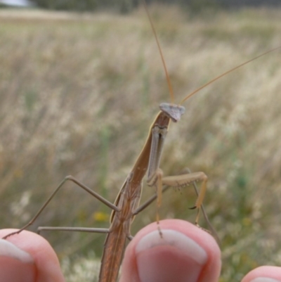 Tenodera australasiae (Purple-winged mantid) at Canberra Central, ACT - 26 Jan 2009 by HarveyPerkins