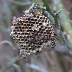 Ropalidia plebeiana (Small brown paper wasp) at Kambah, ACT - 3 Mar 2009 by HarveyPerkins