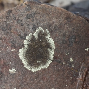 Parmeliaceae (family) at Mount Clear, ACT - 30 Dec 2015