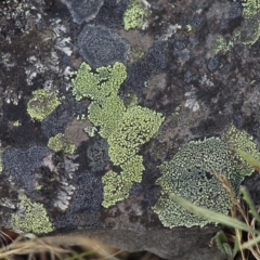 Rhizocarpon geographicum (Yellow Map Lichen) at Namadgi National Park - 30 Dec 2015 by HarveyPerkins