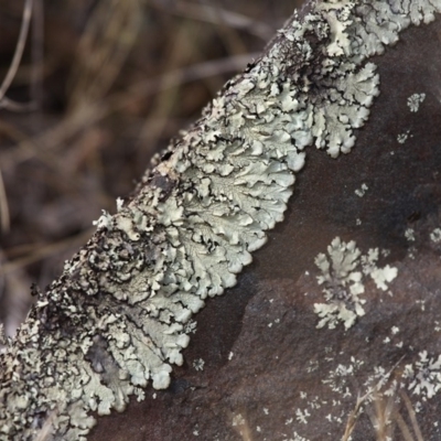 Parmeliaceae (family) (A lichen family) at Mount Clear, ACT - 30 Dec 2015 by HarveyPerkins