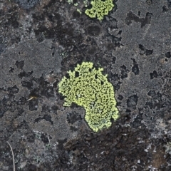Rhizocarpon geographicum (Yellow Map Lichen) at Mount Clear, ACT - 30 Dec 2015 by HarveyPerkins