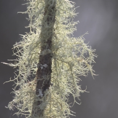Usnea sp. (genus) (Bearded lichen) at Mount Clear, ACT - 30 Dec 2015 by HarveyPerkins
