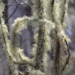 Usnea sp. (genus) at Mount Clear, ACT - 30 Dec 2015