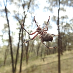 Hortophora sp. (genus) at Canberra Central, ACT - 7 Mar 2017