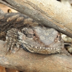 Pogona barbata at Canberra Central, ACT - 12 Mar 2017