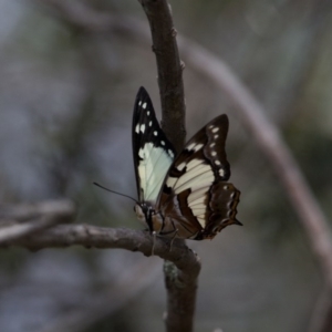 Charaxes sempronius at Murrumbateman, NSW - 13 Mar 2017