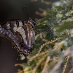 Charaxes sempronius at Murrumbateman, NSW - 13 Mar 2017