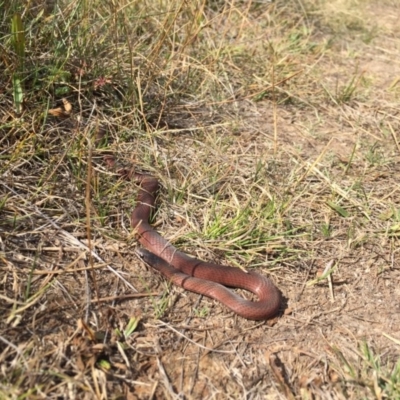 Drysdalia coronoides (White-lipped Snake) at Rendezvous Creek, ACT - 13 Mar 2017 by JasonC