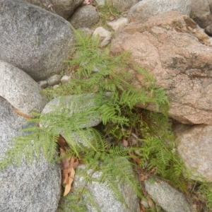 Pteris tremula at Booth, ACT - 12 Mar 2017 09:36 AM