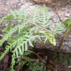 Pteris tremula at Booth, ACT - 12 Mar 2017 09:36 AM