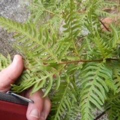 Pteris tremula at Booth, ACT - 12 Mar 2017 09:36 AM