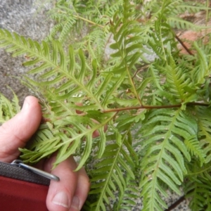 Pteris tremula at Booth, ACT - 12 Mar 2017 09:36 AM