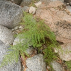 Pteris tremula at Booth, ACT - 12 Mar 2017 09:36 AM