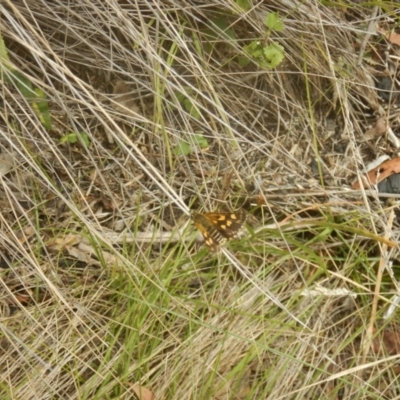 Hesperilla munionga (Alpine Sedge-Skipper) at Booth, ACT - 12 Mar 2017 by MichaelMulvaney