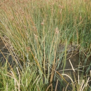 Schoenoplectus tabernaemontani at Rendezvous Creek, ACT - 12 Mar 2017 01:16 PM