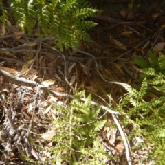 Polystichum proliferum (Mother Shield Fern) at Rendezvous Creek, ACT - 12 Mar 2017 by MichaelMulvaney