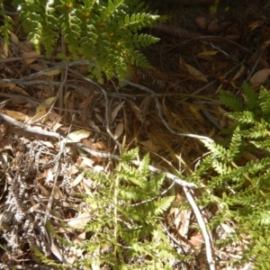 Polystichum proliferum at Rendezvous Creek, ACT - 12 Mar 2017