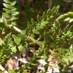 Polystichum proliferum at Rendezvous Creek, ACT - 12 Mar 2017