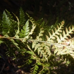 Polystichum proliferum at Rendezvous Creek, ACT - 12 Mar 2017