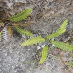 Blechnum penna-marina (Alpine Water Fern) at Rendezvous Creek, ACT - 12 Mar 2017 by MichaelMulvaney