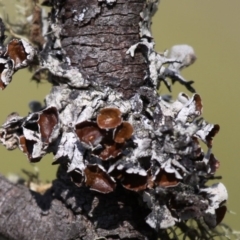 Hypogymnia sp. (A lichen) at Mount Clear, ACT - 30 Dec 2015 by HarveyPerkins