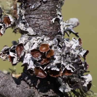 Hypogymnia sp. (A lichen) at Mount Clear, ACT - 30 Dec 2015 by HarveyPerkins