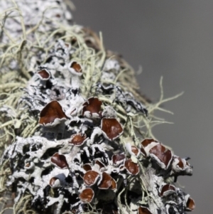 Hypogymnia sp. at Mount Clear, ACT - 30 Dec 2015 04:32 PM