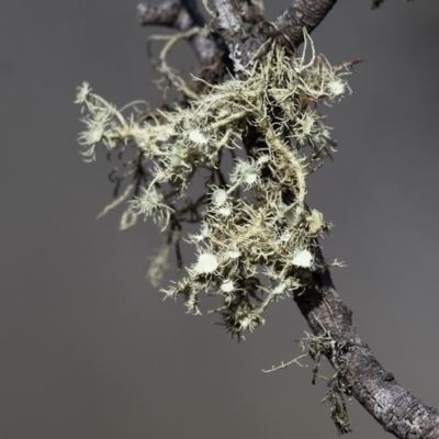 Usnea sp. (genus) (Bearded lichen) at Mount Clear, ACT - 30 Dec 2015 by HarveyPerkins