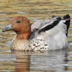 Chenonetta jubata (Australian Wood Duck) at Bonython, ACT - 13 Mar 2017 by JohnBundock