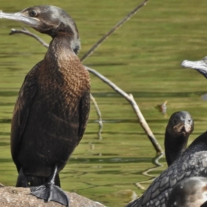 Phalacrocorax sulcirostris at Gordon, ACT - 13 Mar 2017 04:36 PM