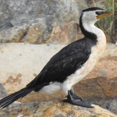 Microcarbo melanoleucos (Little Pied Cormorant) at Gordon, ACT - 13 Mar 2017 by JohnBundock