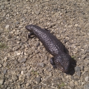 Tiliqua rugosa at Goorooyarroo NR (ACT) - 13 Mar 2017