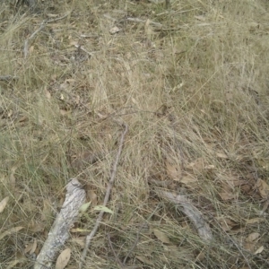 Pseudonaja textilis at Gungahlin, ACT - 26 Feb 2017 11:39 AM