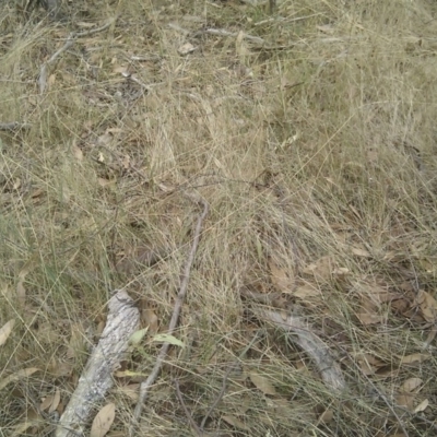 Pseudonaja textilis (Eastern Brown Snake) at Gungahlin, ACT - 26 Feb 2017 by jmhatley