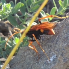 Cryptocheilus bicolor (Orange Spider Wasp) at Paddys River, ACT - 26 Feb 2017 by MichaelBedingfield