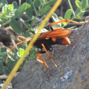 Cryptocheilus bicolor at Paddys River, ACT - 26 Feb 2017