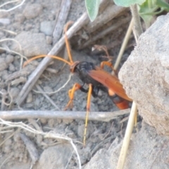 Cryptocheilus bicolor at Paddys River, ACT - 26 Feb 2017