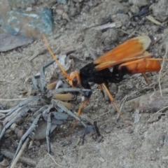 Cryptocheilus bicolor (Orange Spider Wasp) at Paddys River, ACT - 22 Jan 2017 by MichaelBedingfield