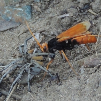 Cryptocheilus bicolor (Orange Spider Wasp) at Paddys River, ACT - 22 Jan 2017 by MichaelBedingfield