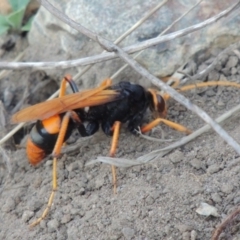 Cryptocheilus bicolor (Orange Spider Wasp) at Paddys River, ACT - 22 Jan 2017 by MichaelBedingfield