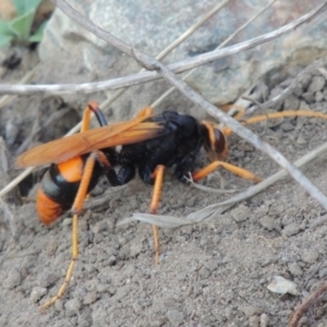 Cryptocheilus bicolor at Paddys River, ACT - 22 Jan 2017