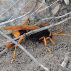 Cryptocheilus bicolor at Paddys River, ACT - 22 Jan 2017