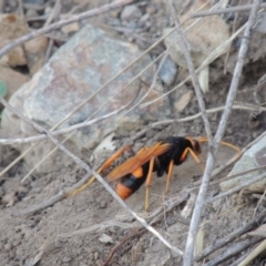 Cryptocheilus bicolor at Paddys River, ACT - 22 Jan 2017