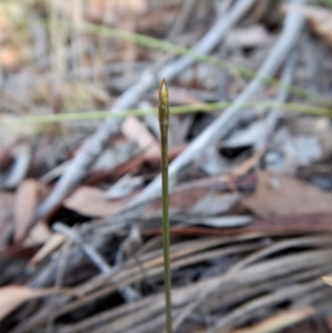 Corunastylis clivicola at Belconnen, ACT - 14 Mar 2017